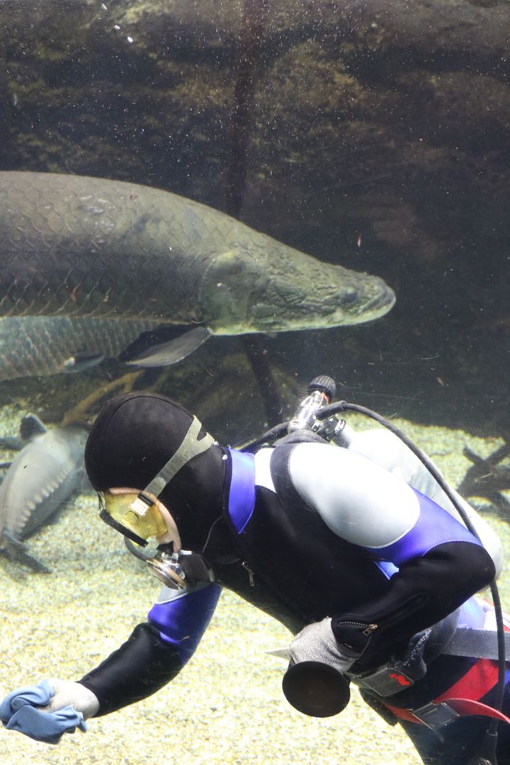 世界最大級の大阪の水族館 海遊館でしたい5つのこと Retrip リトリップ