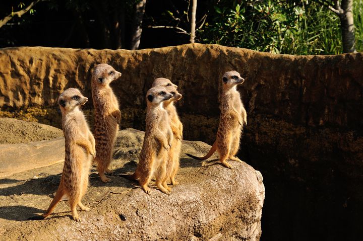 徳島でシロクマ 行かなきゃ損損な とくしま動物園 でしたい5つのこと Retrip リトリップ