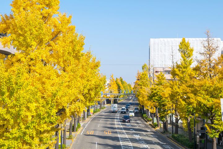 秋限定の“黄金のトンネル”をくぐらない？東京近郊の絶景イチョウ並木11選