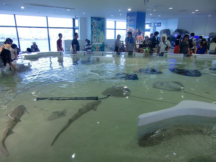 幻想的な海の中へ 大阪の巨大水族館 海遊館 でしたいこと5つ Retrip リトリップ