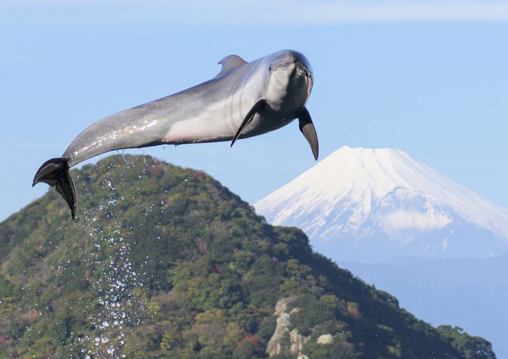 富士山も見える！「伊豆・三津シーパラダイス」で体験したい5つのこと