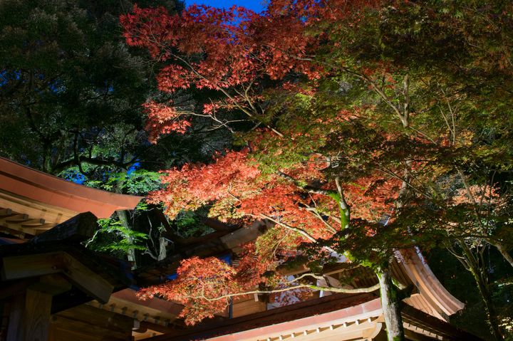 太宰府行くなら行かなきゃ損 縁結び 紅葉で有名な 竈門神社 が素敵すぎる Retrip リトリップ