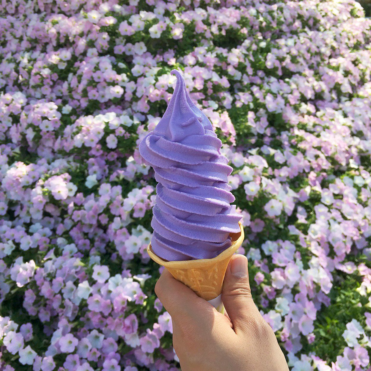 あしかがフラワーパークでしたい7つのこと 季節で変わる花との思い出作りを Retrip リトリップ