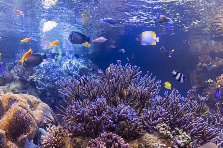 鳥羽水族館」でしたい7つのこと！珍しい海の生き物と出会おう。 | く