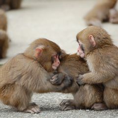 最新 淡路島の人気動物園 水族館ランキングtop4 Retrip リトリップ