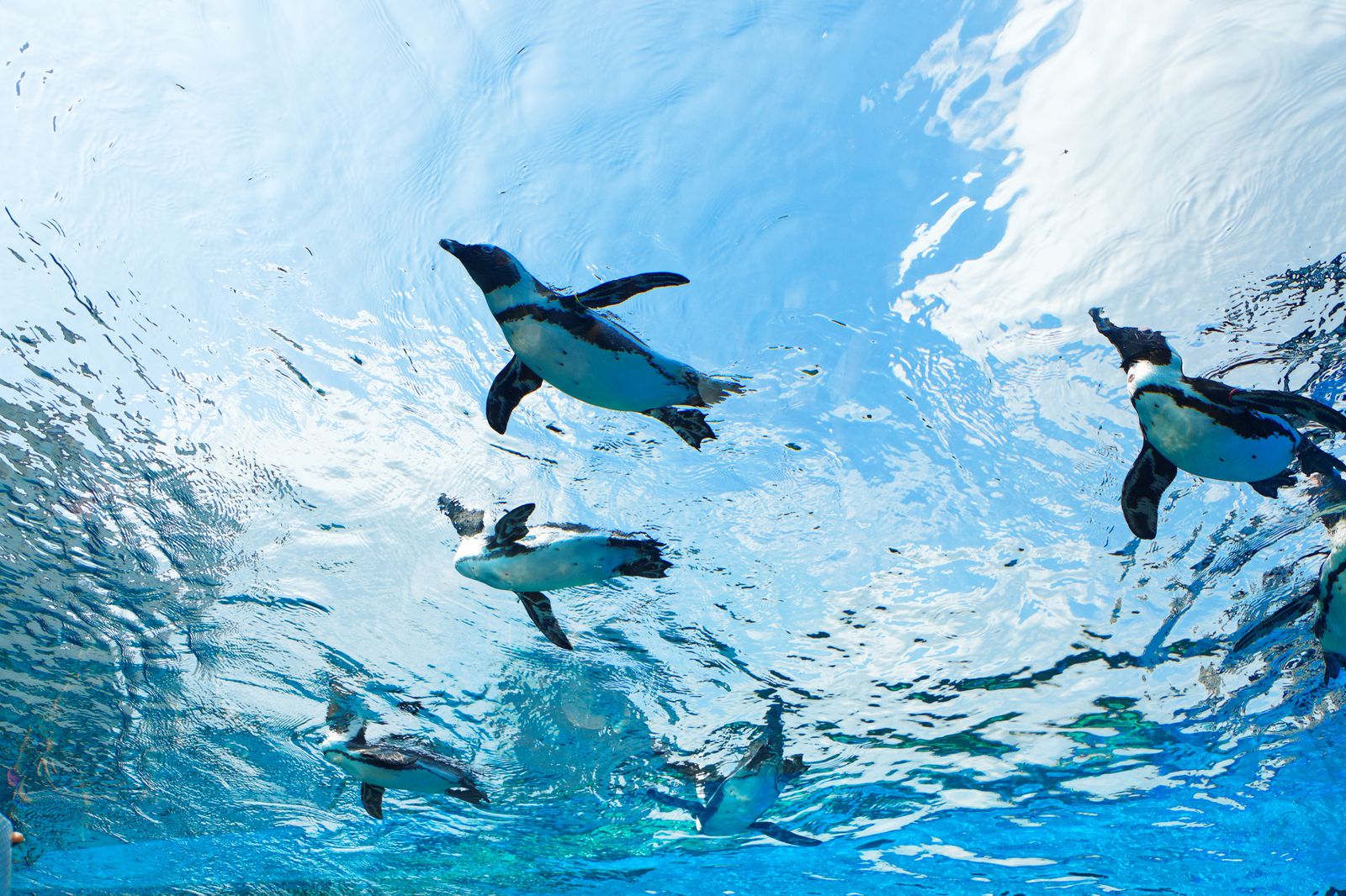 ペンギンが空を飛ぶ 池袋サンシャイン水族館でしたい5つのこと Retrip リトリップ