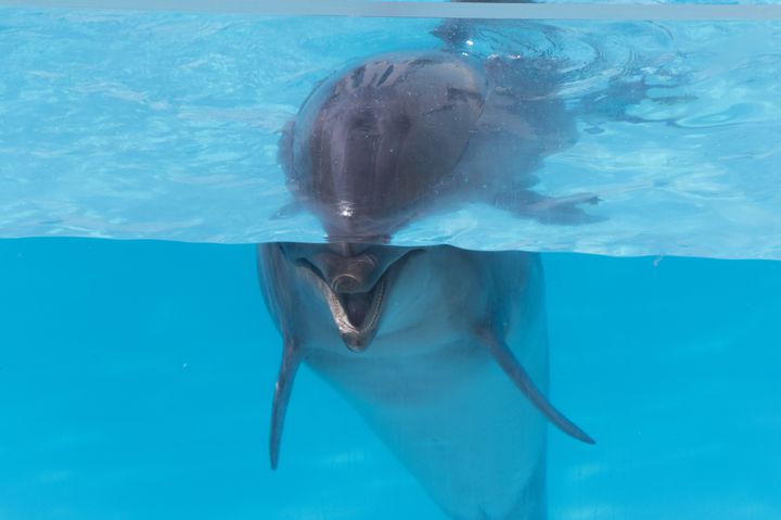 Suma Dolphin Live CD 須磨海浜水族園　サントラ　廃盤 mqdefault.jpg