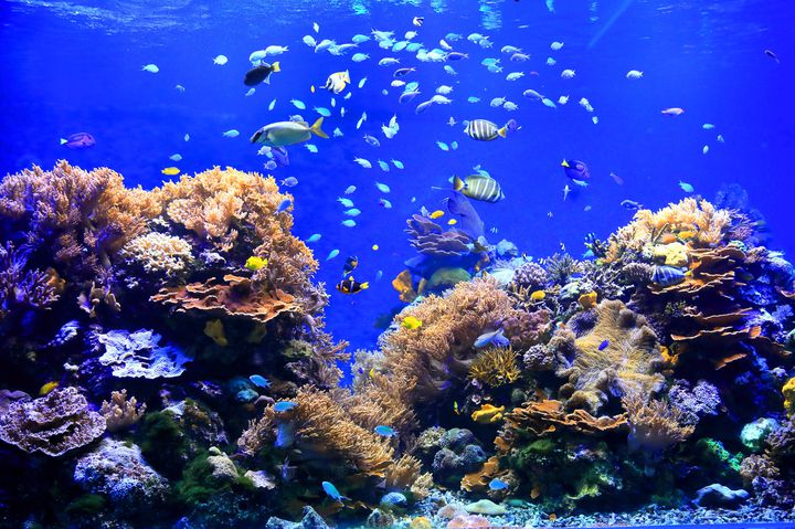 須磨海浜水族園でしたい7つのこと！水族館だけでなく遊園地も