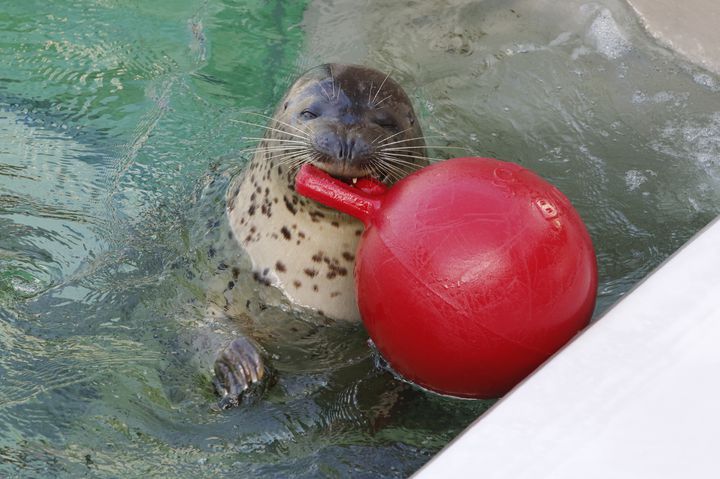 須磨海浜水族園でしたい7つのこと！水族館だけでなく遊園地も楽しもう