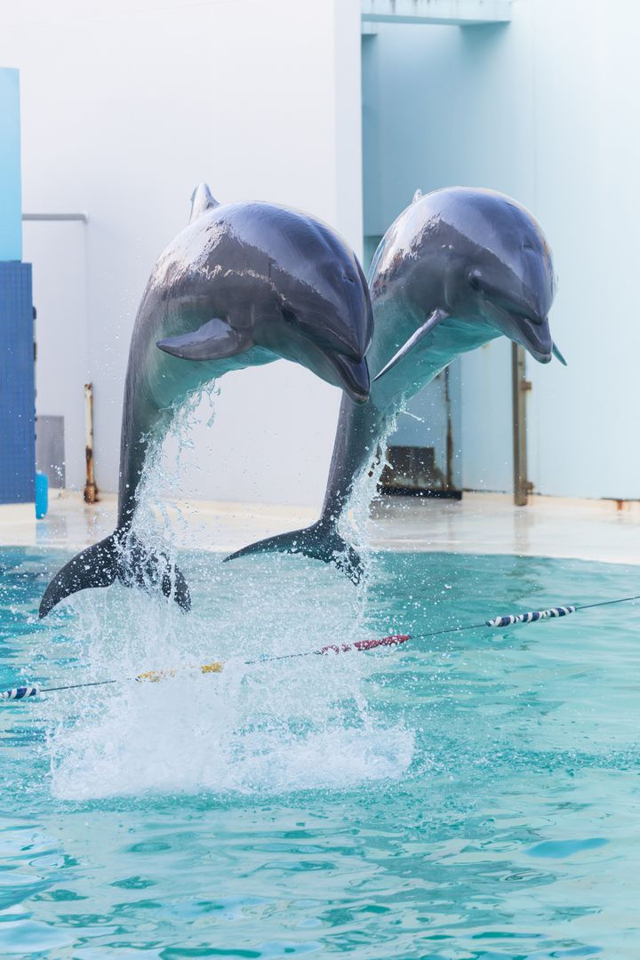 Suma Dolphin Live CD 須磨海浜水族園　サントラ　廃盤 sddefault.jpg