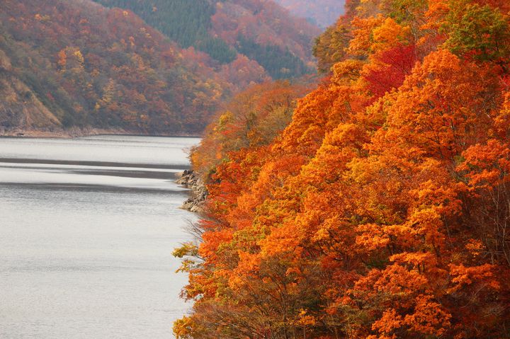 終了 全身で秋を感じる旅へ 九頭竜紅葉まつり 開催 Retrip リトリップ