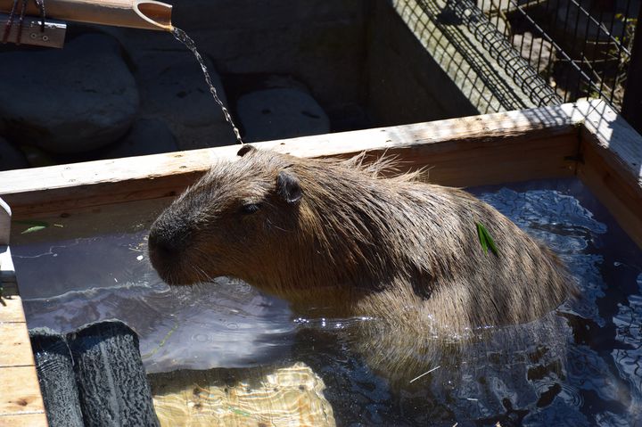 世界の動物が大集合 半世紀開園の須坂市動物園でしたい5つのこと Retrip リトリップ