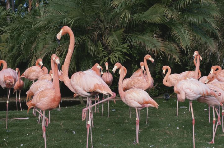 フェニックス 自然 動物園