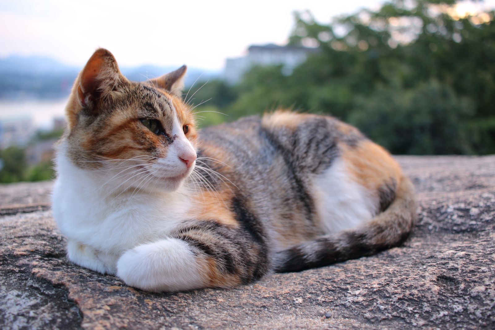 猫好きは絶対行くべき ネコの魅力がいっぱい詰まった広島 尾道とは Retrip リトリップ