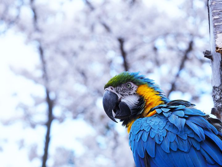 長野県内最古の動物園 小諸市動物園でしたい5つのこと Retrip リトリップ