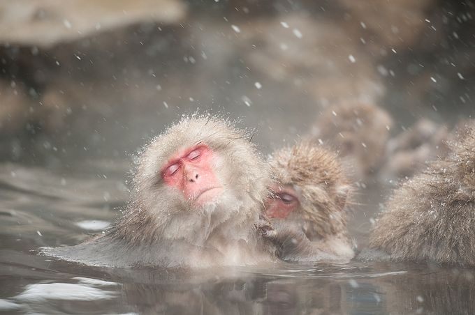 Snow Monkeyと露天風呂 地獄谷温泉日帰り旅の楽しみ方5選 Retrip リトリップ