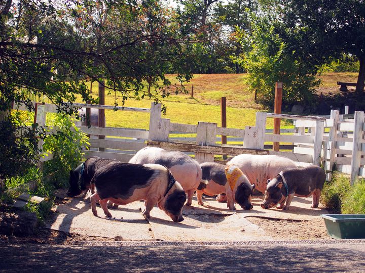 こだわりの食に出会う モクモク手づくりファーム でしたい7つのこと Retrip リトリップ