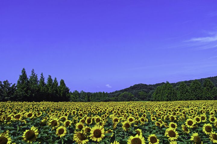 終了 今年もきっと大満足 広島 世羅高原農場 の ひまわりまつり 開催決定 Retrip リトリップ