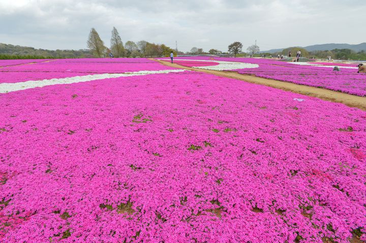 そこはまるで花の楽園 広島の世羅高原農場周辺でしたい7つのこと Retrip リトリップ