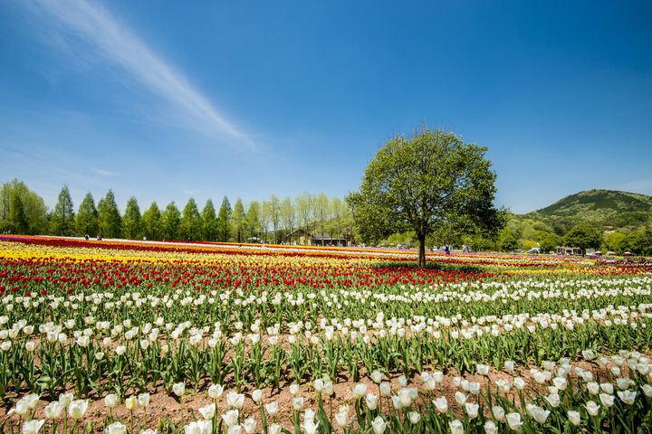 そこはまるで花の楽園。広島の世羅高原農場周辺でしたい7つのこと