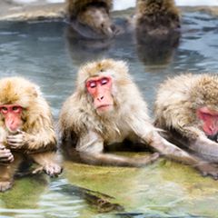 Snow Monkeyと露天風呂 地獄谷温泉日帰り旅の楽しみ方5選 Retrip リトリップ