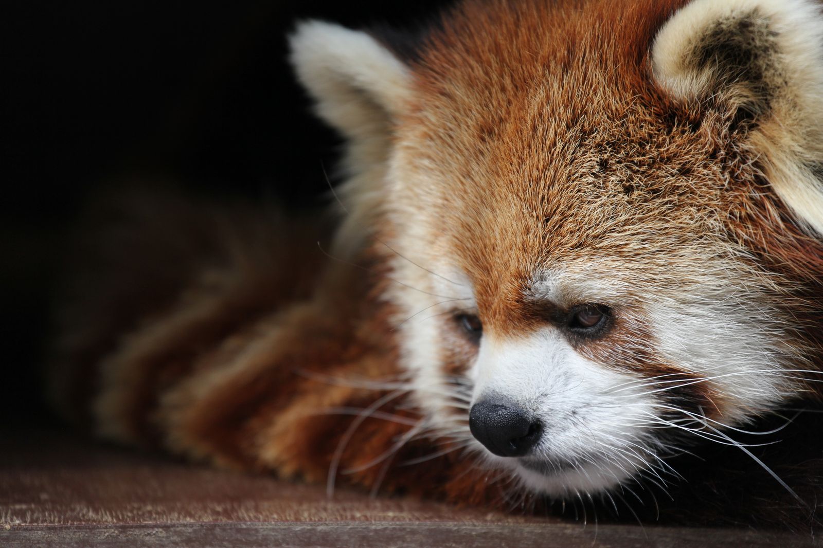 徳島でシロクマ 行かなきゃ損損な とくしま動物園 でしたい5つのこと Retrip リトリップ