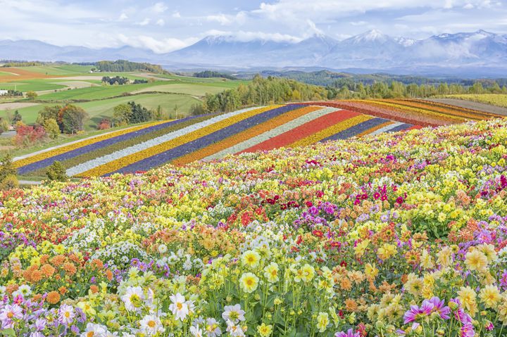 いいとこだけの幕の内観光。美食に絶景も欲張る“北海道1dayプラン”