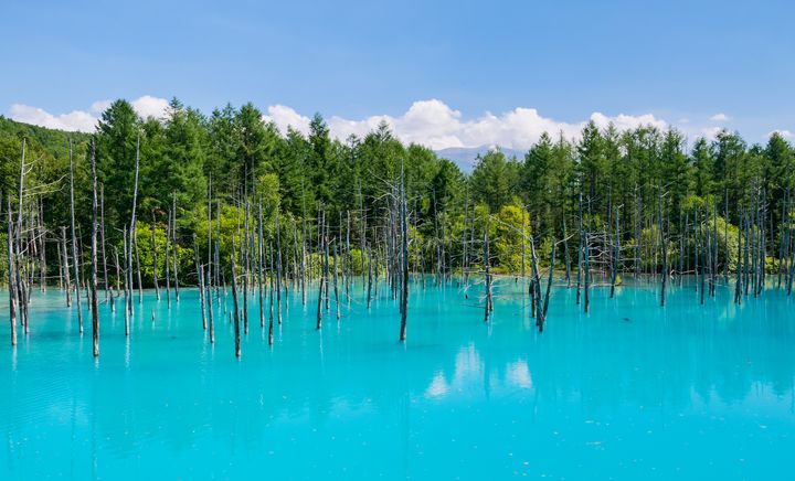 おかしいです 青い池 北海道 壁紙