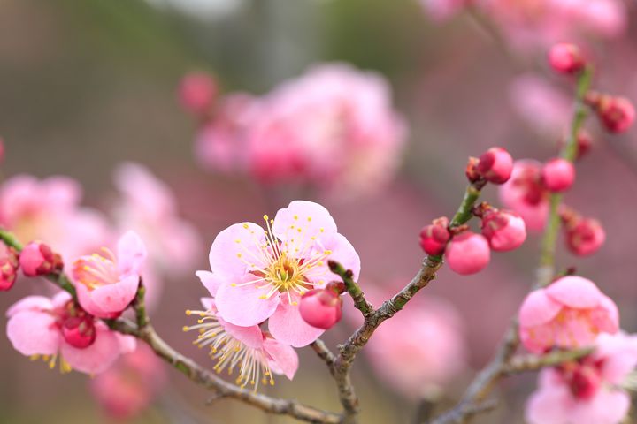 終了 紅白の梅が咲き誇る 愛媛県で 南楽園 梅まつり が開催 Retrip リトリップ