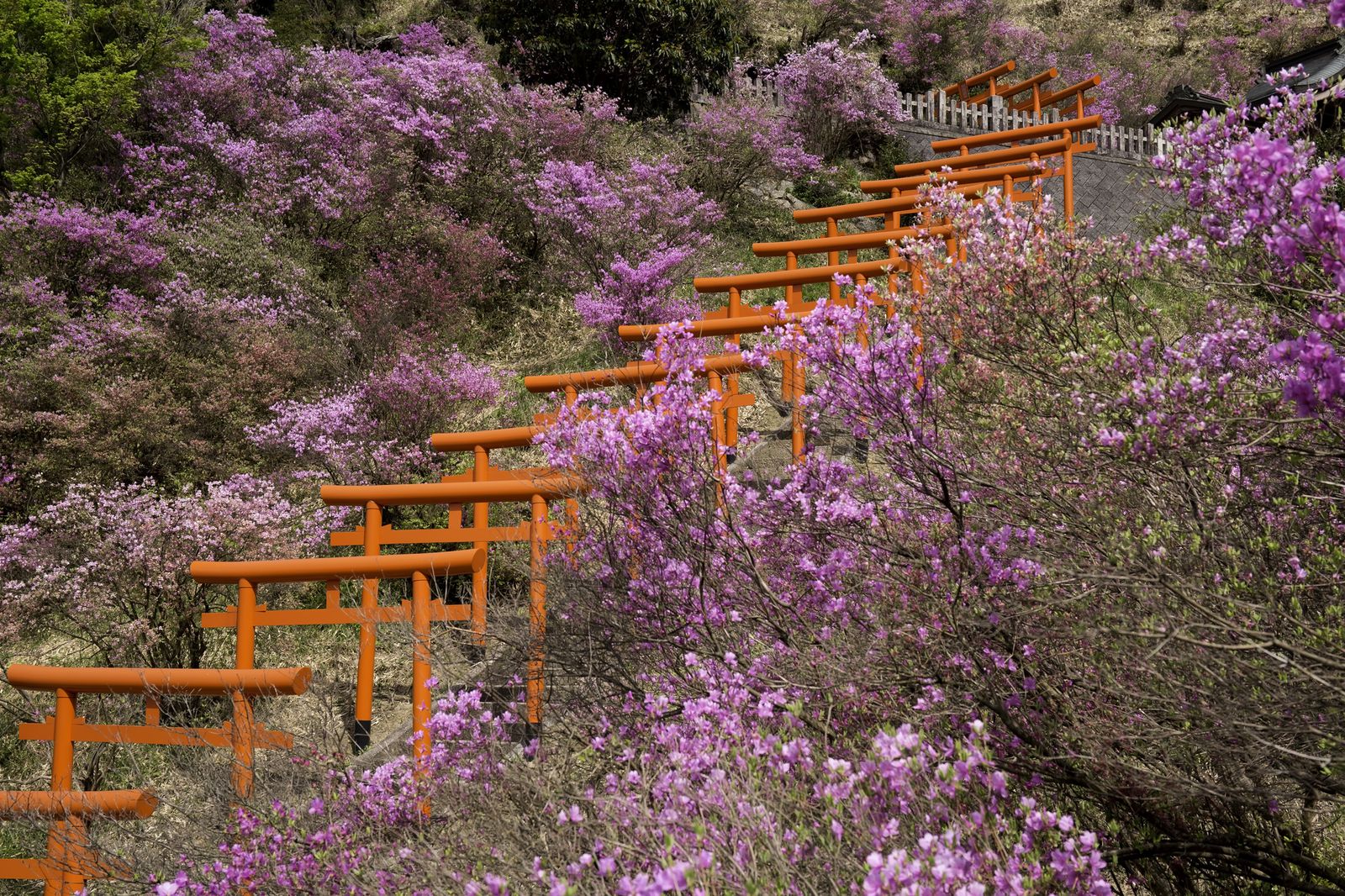 獅子崎稲荷神社 Retrip リトリップ