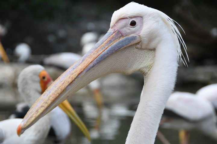 沖縄のかわいい動物たちとふれあえる おすすめスポット Retrip リトリップ