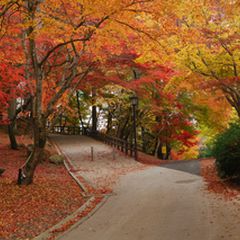 日本の秋 を写真に収めよう 尾関山公園 の紅葉が写真好きに大人気 Retrip リトリップ