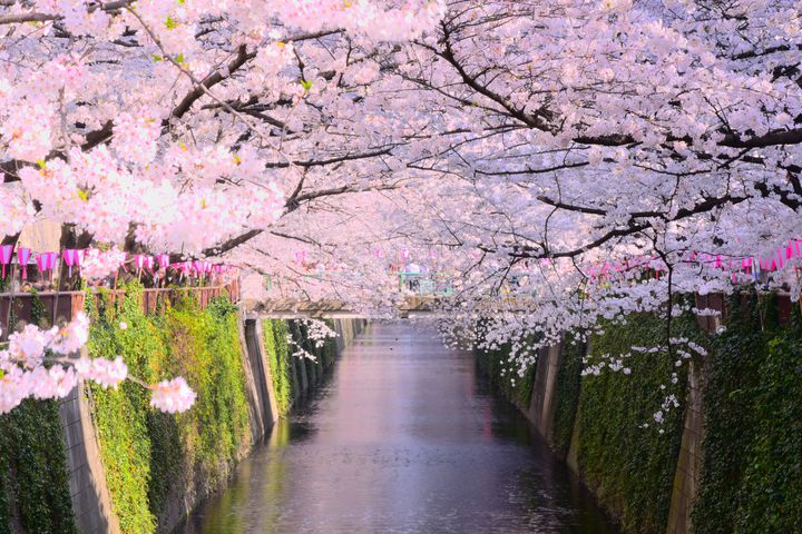 桜を眺めたらカフェでひと休み お花見ついでに立ち寄りたい目黒川沿いのカフェ7選 Retrip リトリップ