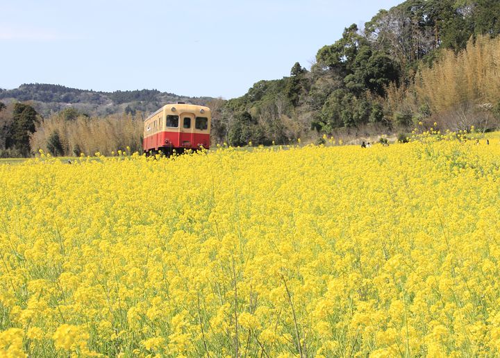 今！今しか見られない！日本国内のカメラを持って行きたい春の絶景8選