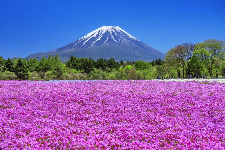 終了 絶対に見逃せない春の絶景 山梨県で 富士芝桜まつり が開催 Retrip リトリップ