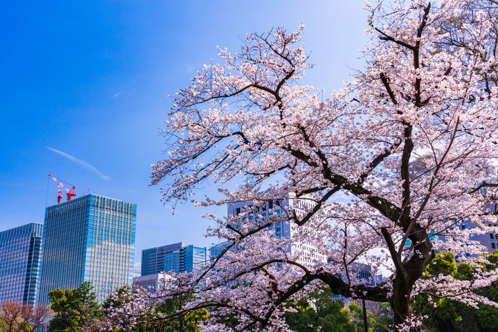 お花見しながらピクニック 東京都内にある 桜が綺麗な公園 庭園 10選 Retrip リトリップ