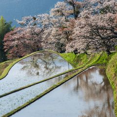 お花見ならここ ハズレなし 東海の桜名所ランキングbest10 Retrip リトリップ