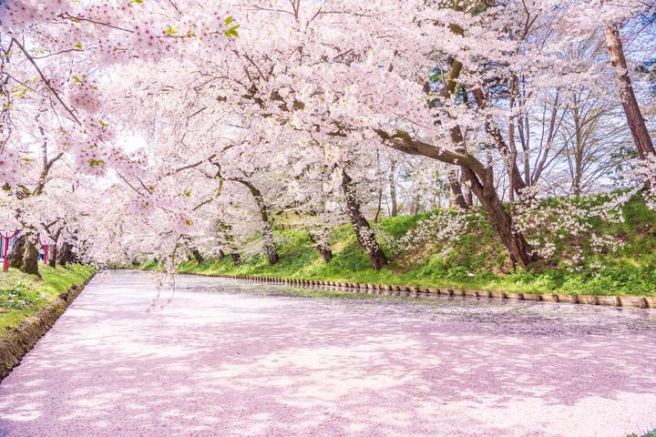 今年の花見はお預け！写真で楽しめる来年こそ行きたい桜の絶景10選