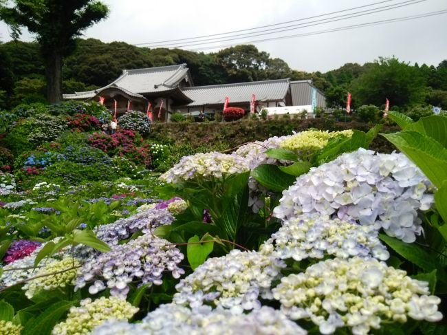 終了 その名も 天空のあじさい寺 佐賀県 大聖寺で あじさい祭り 開催 Retrip リトリップ