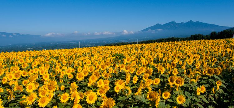 自然にグルメに見所いっぱい 山梨県 北杜市の5つの魅力をご紹介 Retrip リトリップ