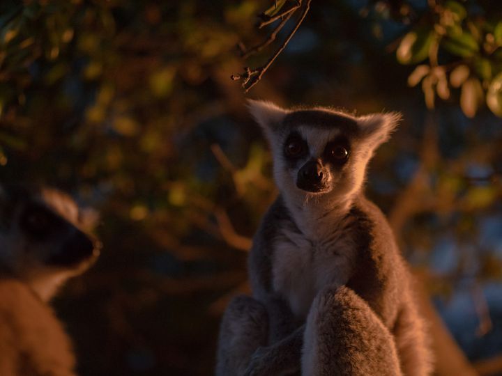 終了 涼しい夏の夜に動物園へ 高知県で のいちdeナイト が開催 Retrip リトリップ