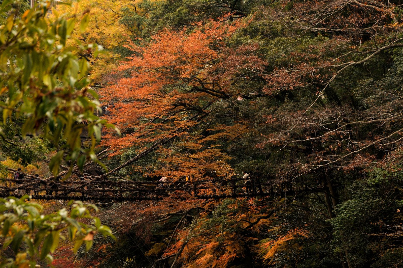 恐怖と神秘は紙一重 徳島 祖谷渓のかずら橋は紅葉の時期に絶景を作りだす Retrip リトリップ