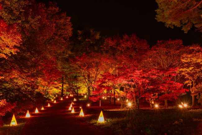 終了 広大な敷地に広がる絶景 国営武蔵丘陵森林公園で 紅葉見ナイト もみじみないと 開催 Retrip リトリップ