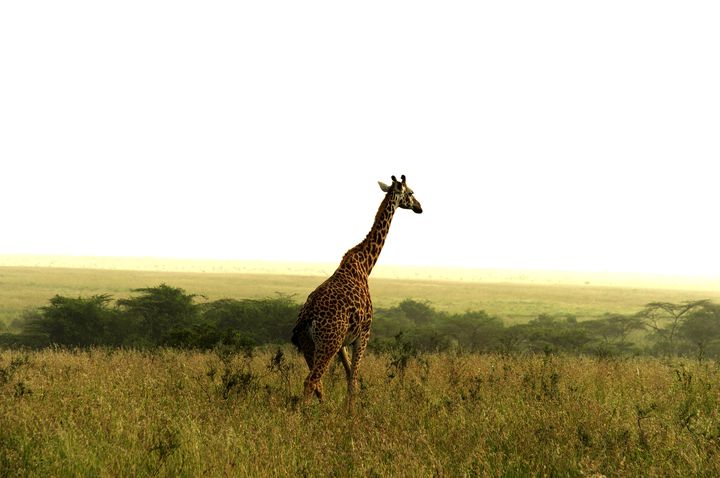 マサイ族からサファリまで！ケニアの魅力がぎゅっとつまった観光