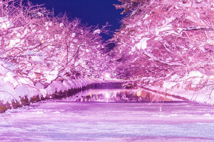 終了】冬にも桜の絶景を。弘前公園で「冬に咲くさくらライトアップ