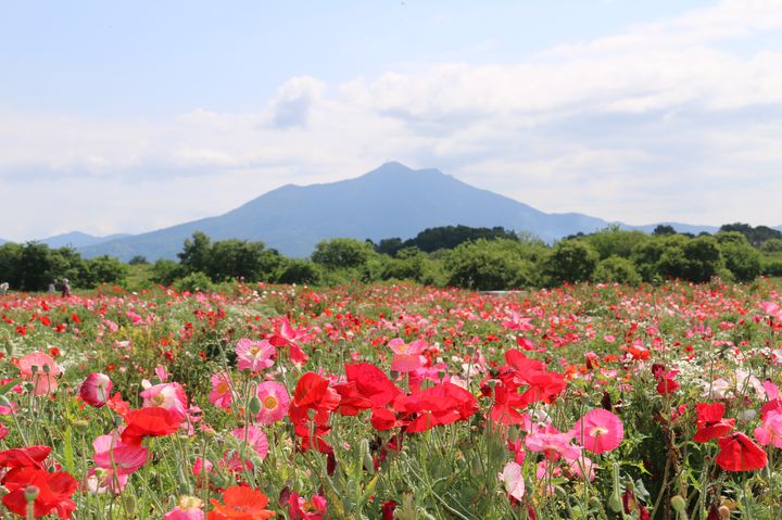 花のまち しもつま で自然を満喫 茨城県下妻市で訪れてほしいスポット7選 Retrip リトリップ