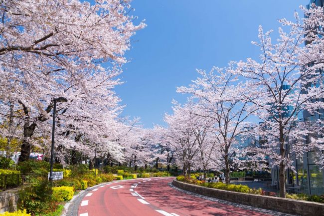 開催中止 満開の桜で春を満喫 六本木 Midtown Blossom 開催 Retrip リトリップ