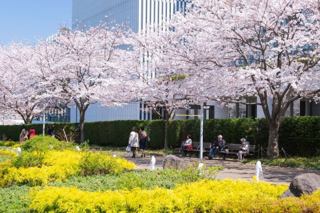 開催中止 満開の桜で春を満喫 六本木 Midtown Blossom 開催 Retrip リトリップ
