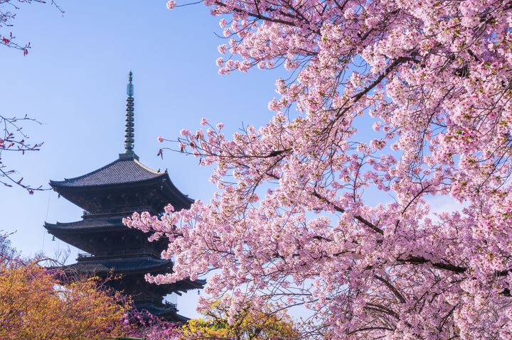 人気の 春の京都 で桜を満喫 特別拝観が楽しめる便利な お花見旅プラン とは Retrip リトリップ