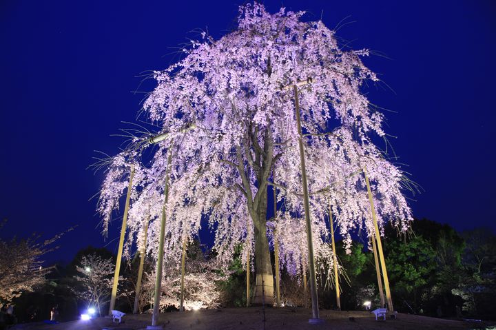 人気の 春の京都 で桜を満喫 特別拝観が楽しめる便利な お花見旅プラン とは Retrip リトリップ